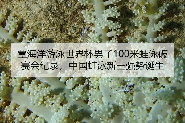 tan-hai-yang-you-yong-shi-jie-bei-nan-zi-mi-wa-yong-po-sai-hui-ji-lu-zhong-guo-wa-yong-xin-wang-qiang-shi-dan-sheng-3-825.jpg